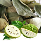 Organic  Soursop Leaves – Natural Antioxidant-Rich Herbal Tea