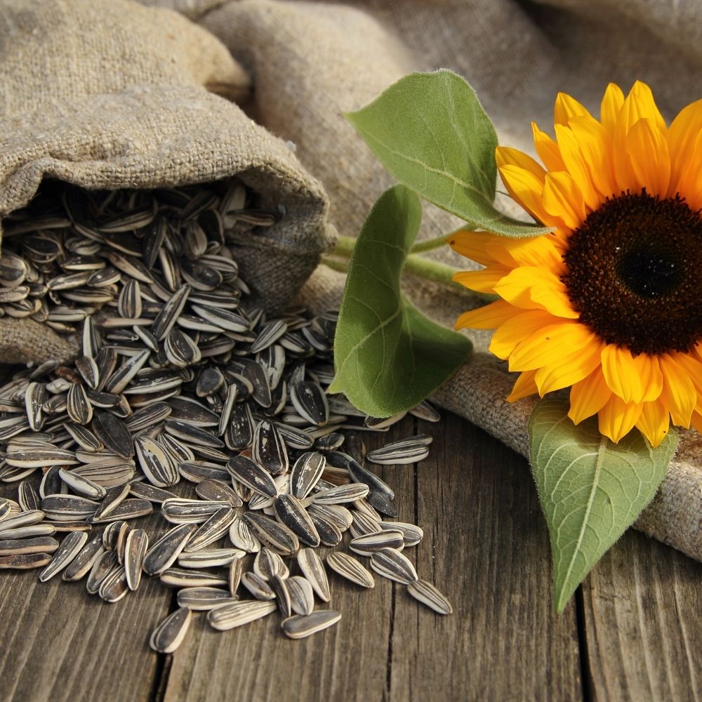 Sunflower Seeds for Your Garden | Organic Sunflower Seeds for Gardening | Giant Variety Easy to Grow