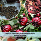 Hibiscus Flower Seeds  - Hibiscus sabdariffa Seeds - Gudhal Ambadi Phool Beej, Roselle Tea Flower Seeds