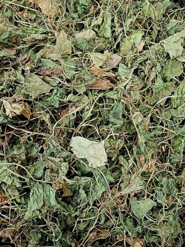 Brahmi | Mandukparni | Centella Asiatica Dried Leaves | Gotu Kola Dried Leaves