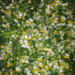Close-up of a pile of green herbs and white flowers with yellow centers.