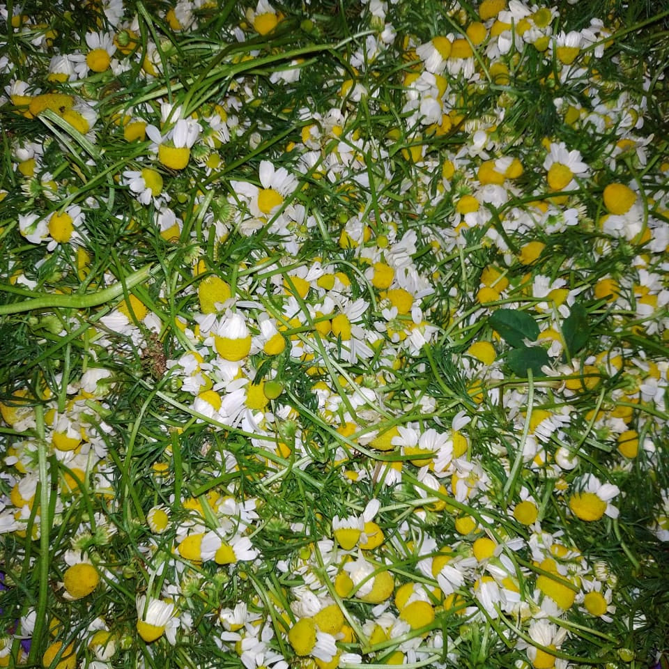 Close-up of a pile of green herbs and white flowers with yellow centers.