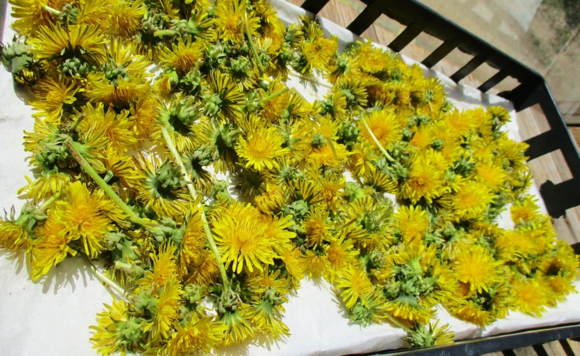 Himalayan Dried Dandelion Flowers - Taraxacum officinale