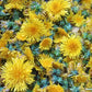 Himalayan Dried Dandelion Flowers - Taraxacum officinale