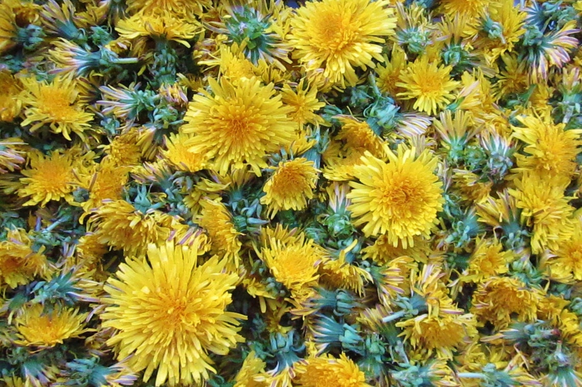 Himalayan Dried Dandelion Flowers - Taraxacum officinale