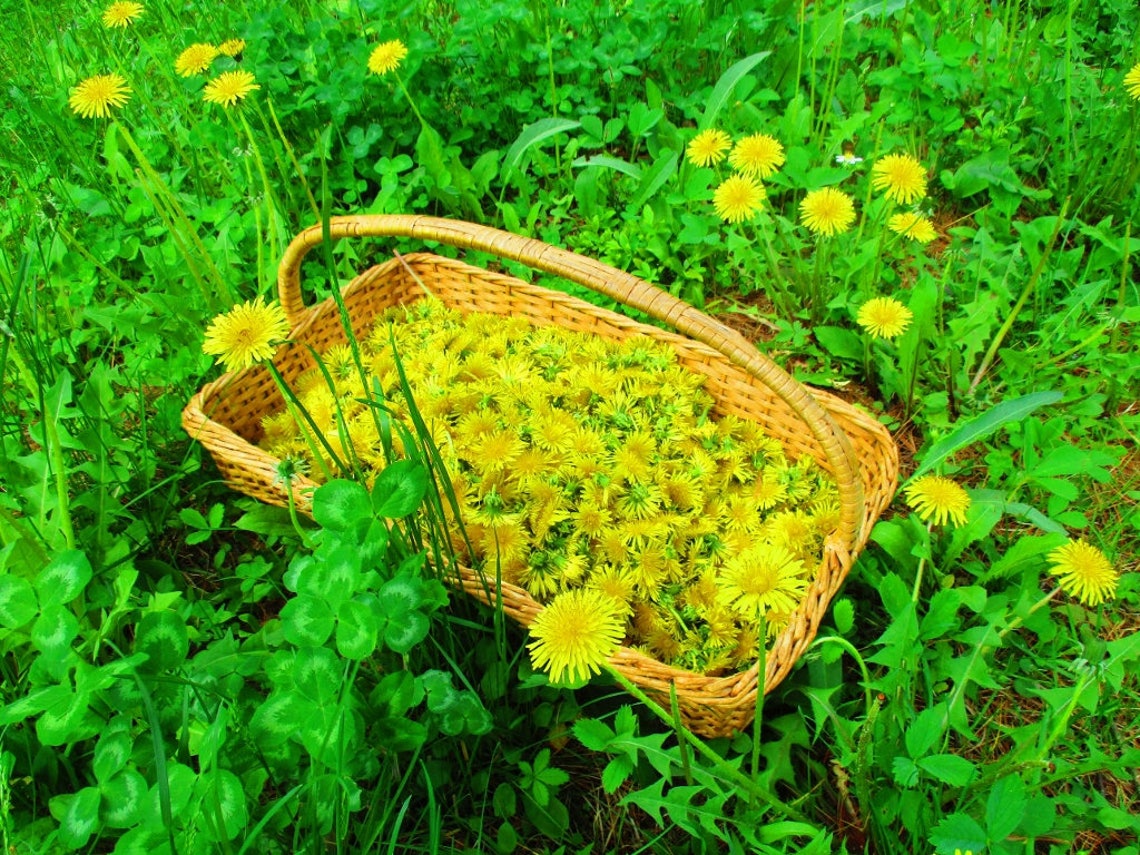 Himalayan Dried Dandelion Flowers - Taraxacum officinale