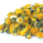 Himalayan Dried Dandelion Flowers - Taraxacum officinale