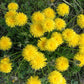 Himalayan Dried Dandelion Flowers - Taraxacum officinale