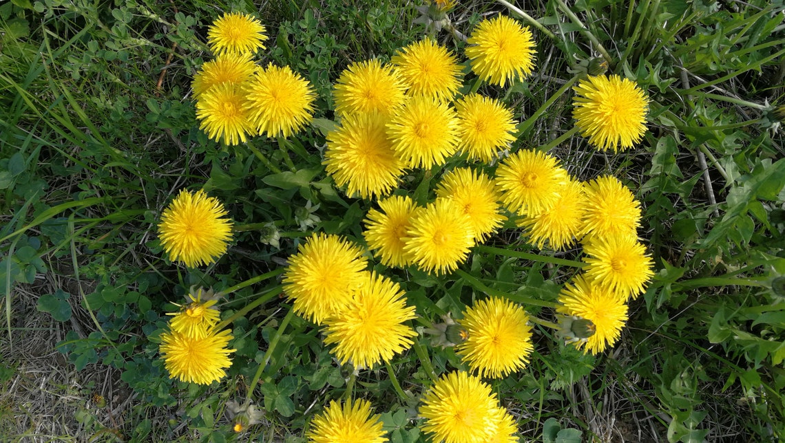 Himalayan Dried Dandelion Flowers - Taraxacum officinale