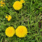 Dried Dandelion Leaf, Organic Dandelion Leaf | Taraxacum officinale