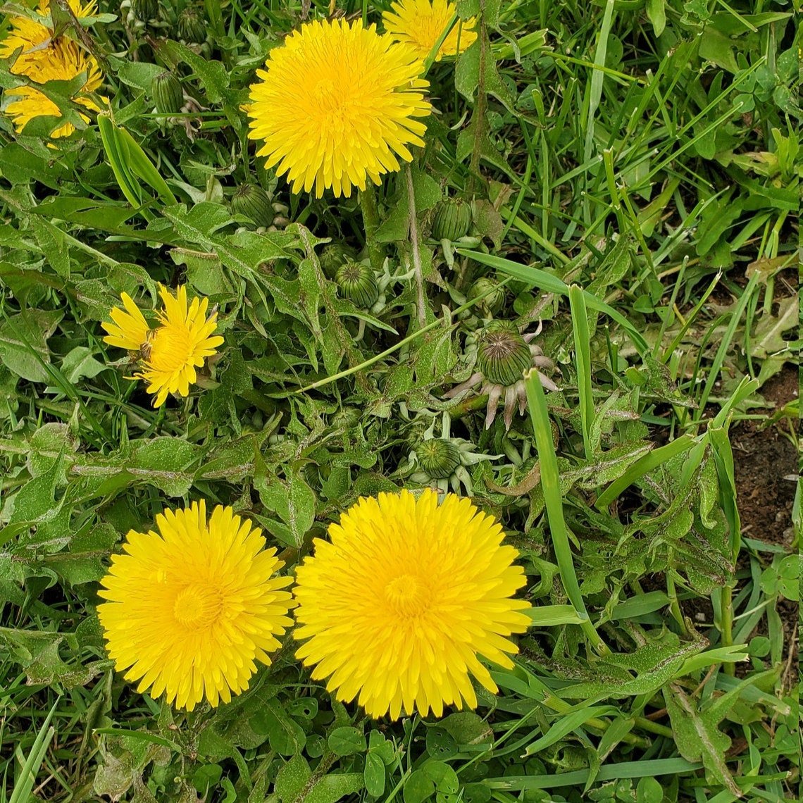 Dried Dandelion Leaf, Organic Dandelion Leaf | Taraxacum officinale