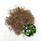 Dried Jal Brahmi (Bacopa monnieri) roots and stems with fresh white-flowered plant inset