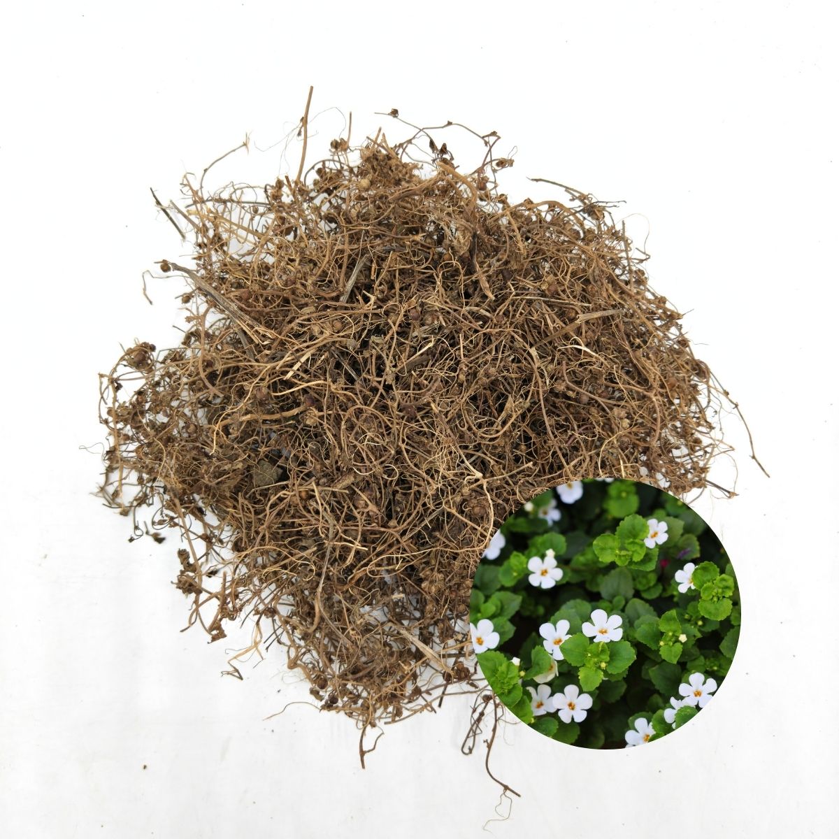 Dried Jal Brahmi (Bacopa monnieri) roots and stems with fresh white-flowered plant inset