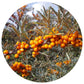 Sea Buckthorn Whole Osmotic Berries Seaberry - Hippophae Rhamnoides