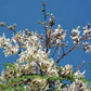 Pure Dried Moringa Flowers, Dry Murungai Poovu, For Making Herbal Tea