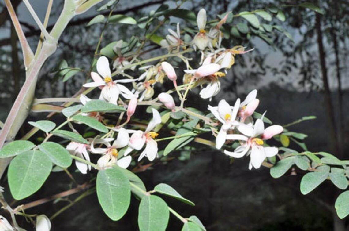 Pure Dried Moringa Flowers, Dry Murungai Poovu, For Making Herbal Tea