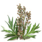 Mugwort Dried Leaves Loose Herbal Tea