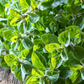 Oregano Herb | Italian Seasoning Herbs