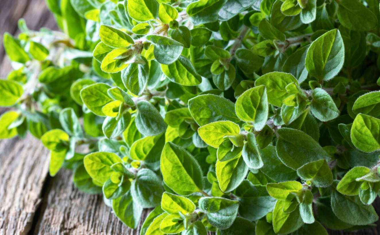 Oregano Herb | Italian Seasoning Herbs