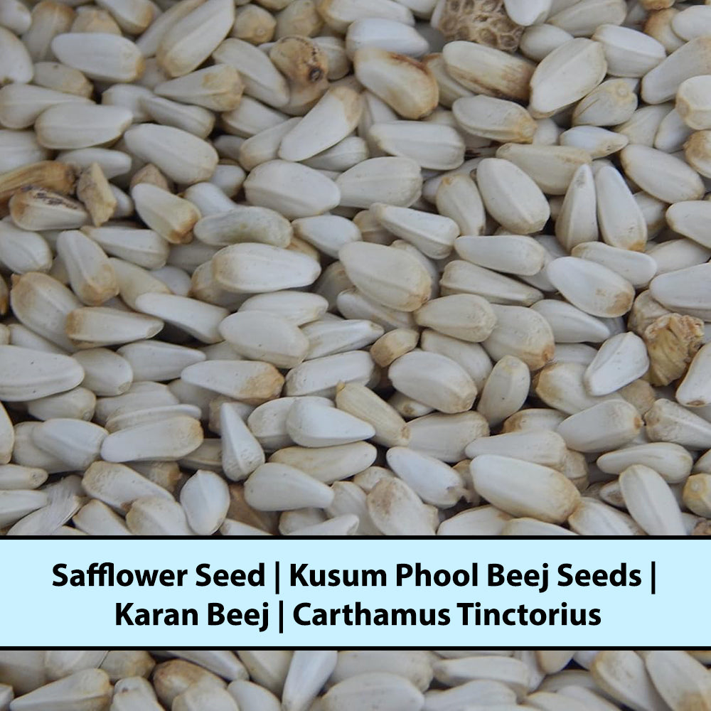 Safflower Seed | Kusum Phool Beej Seeds | Karan Beej | Carthamus Tinctorius