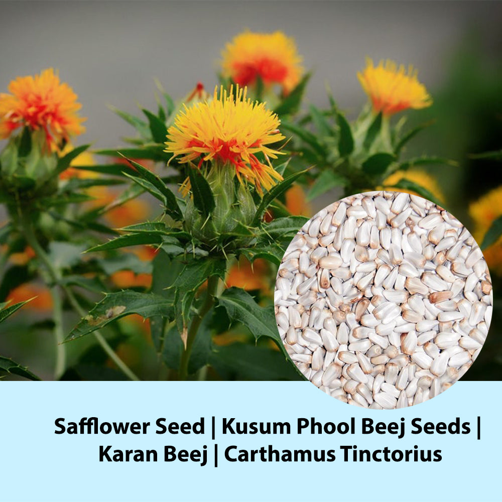 Safflower Seed | Kusum Phool Beej Seeds | Karan Beej | Carthamus Tinct ...