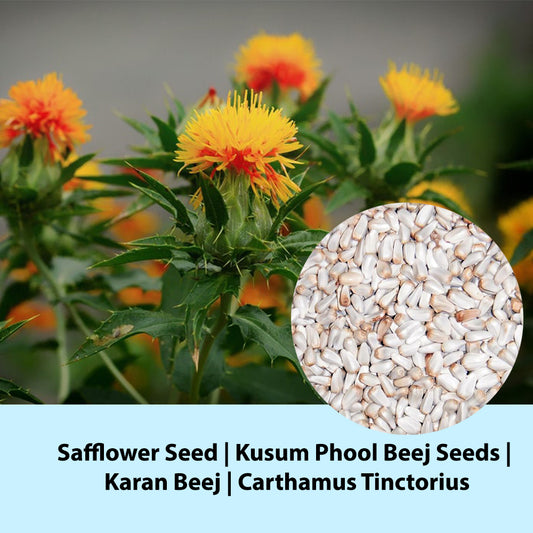 Safflower Seed | Kusum Phool Beej Seeds | Karan Beej | Carthamus Tinctorius