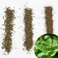 Spearmint Leaves / Mentha Spicata / Mint T-cut /TBC