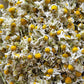Dried Chamomile Flower - Babune Ka Phool - Matricaria chamomilla
