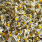 Dried Chamomile Flower - Babune Ka Phool - Matricaria chamomilla