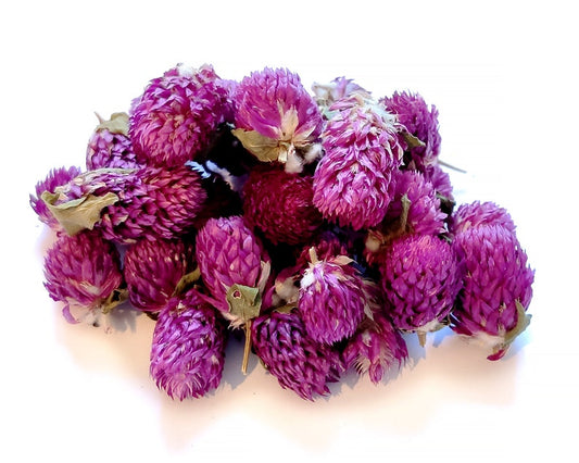 Gomphrena globosa | Dried Pink Gomphrena | Gomphrena Globosa Flower | Dry Gomphrena Amarnath Flower