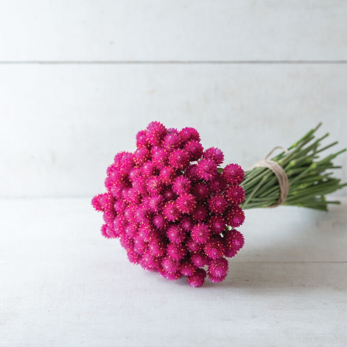 Gomphrena globosa | Dried Pink Gomphrena | Gomphrena Globosa Flower | Dry Gomphrena Amarnath Flower