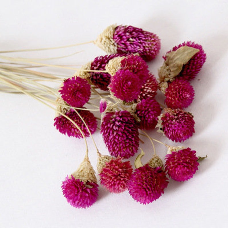 Gomphrena globosa | Dried Pink Gomphrena | Gomphrena Globosa Flower | Dry Gomphrena Amarnath Flower