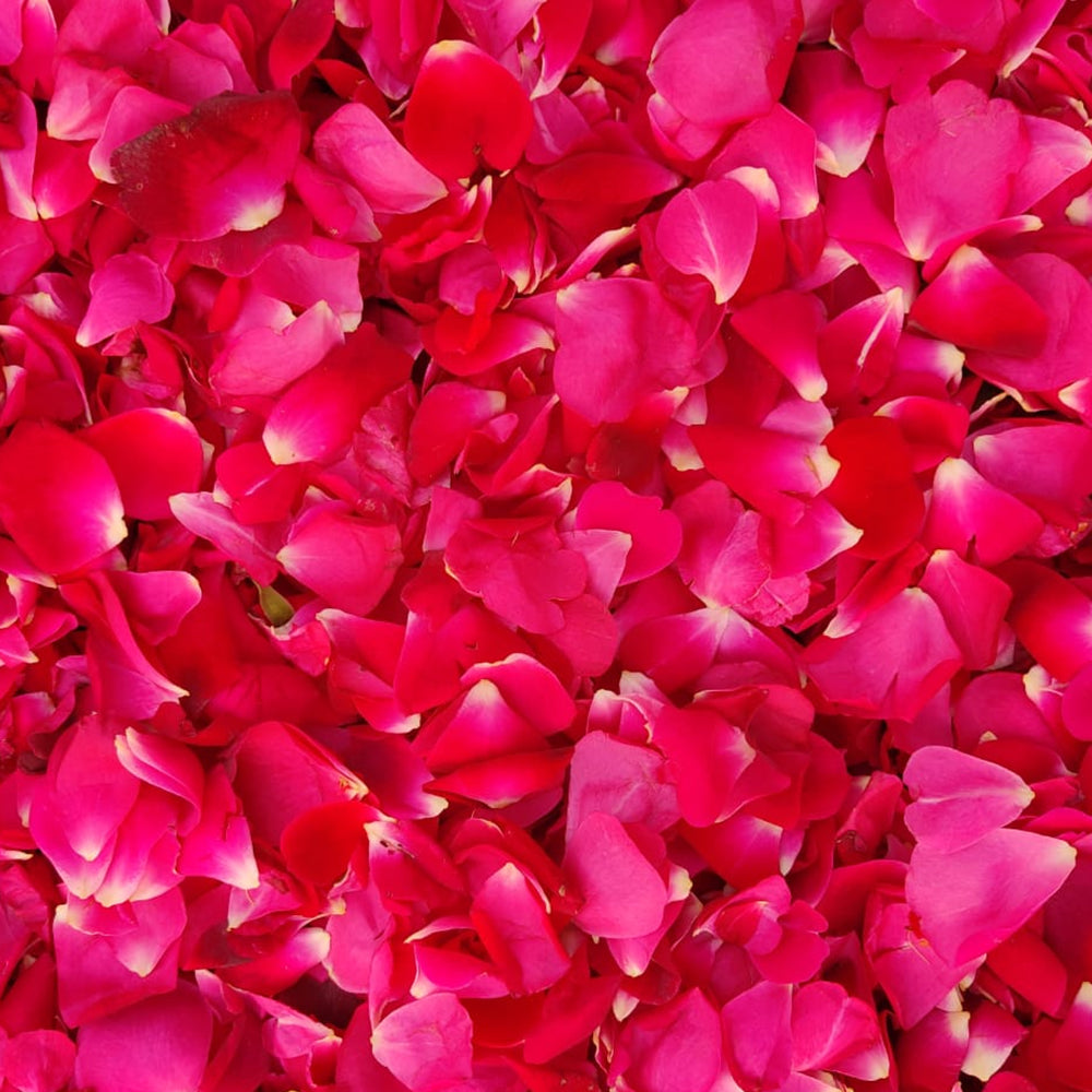 TRH Gulab Patti Dried Rose Petals, Fresh Dry Rose Petals