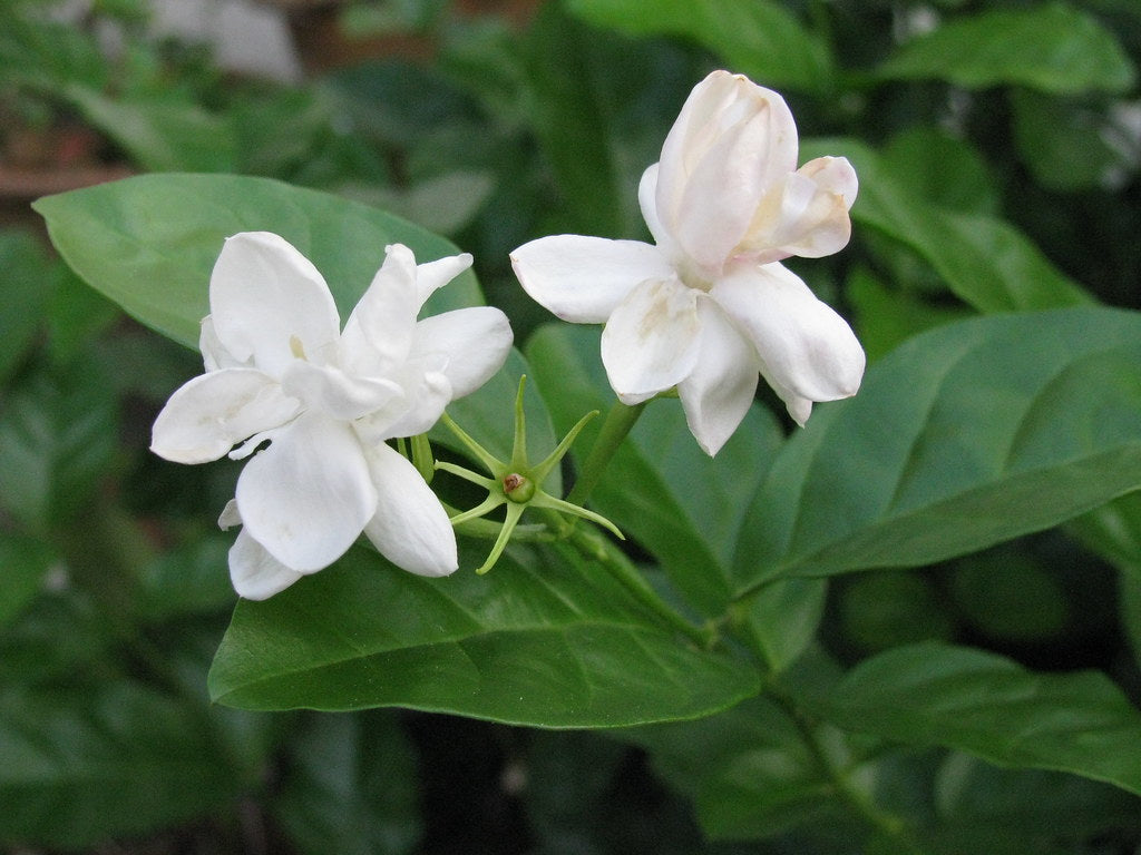 Jasmine Flower (Dried) - Chameli Phool - Jasminum Sambac - Mogra Phool - Bela