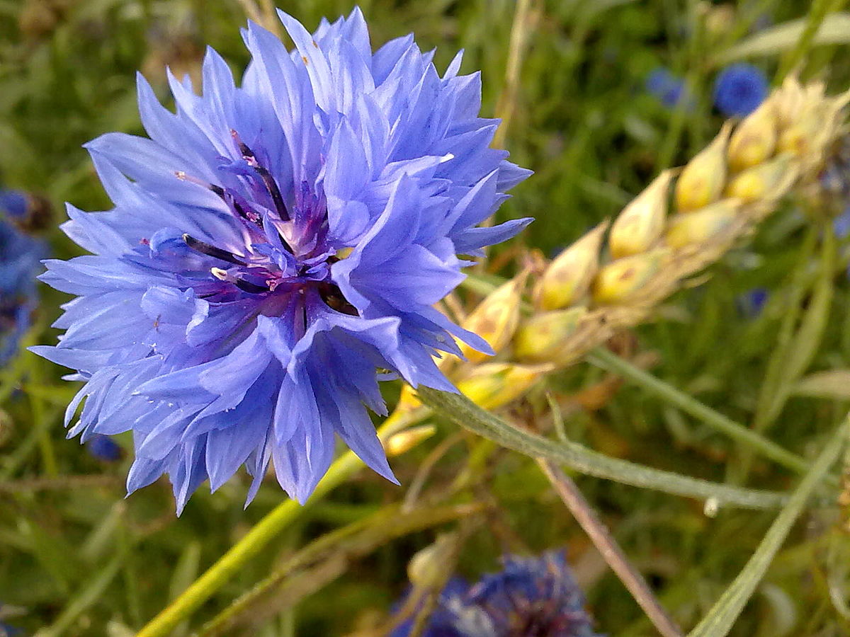 Dried Blue cornflower - Centaurea cyanus - Bachelor's button
