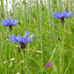 Dried Blue cornflower - Centaurea cyanus - Bachelor's button