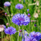 Dried Blue cornflower - Centaurea cyanus - Bachelor's button