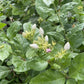 Jasmine Flower (Dried) - Chameli Phool - Jasminum Sambac - Mogra Phool - Bela