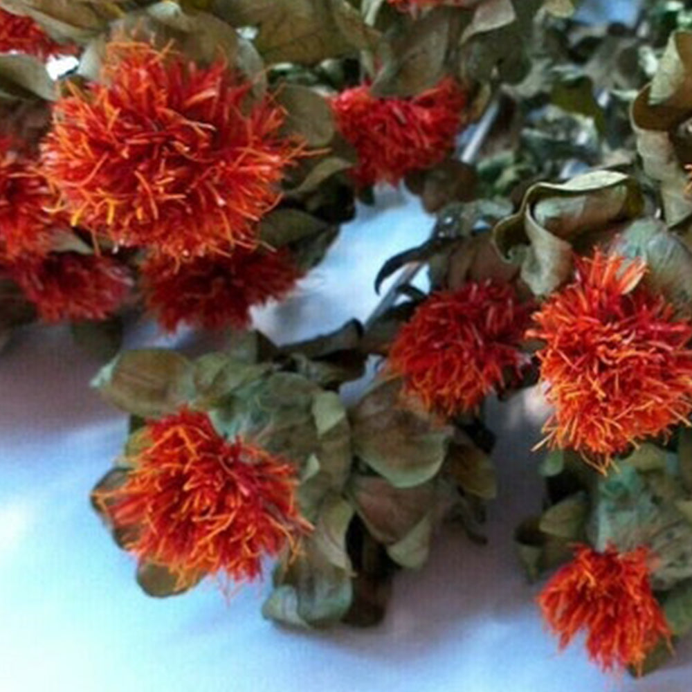 Safflower - Kusum Flower - Phool Kusum - Saf Flower - Carthamus tinctorius