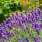 Indian Kashmiri Lavender Flowers , Dried Lavender Flower Buds, Dried Lavender Buds, wholesale (Lavandula angustifolia)