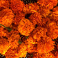 Dried Orange Marigold Flowers Petals | Tagetes Erecta | Marigold Tea | Dried Marigold Flowers Petals