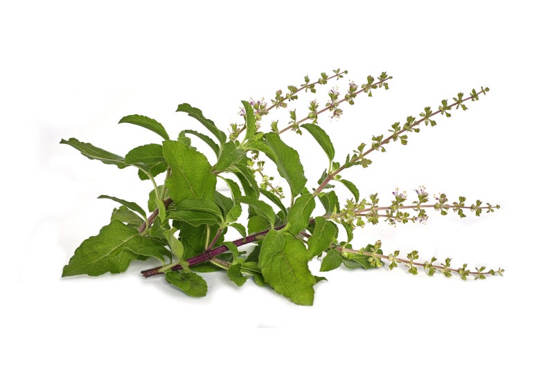 100 Natural Holy Basil Leaves Tulsi Herbal Tea leaves Rama Common Basil Shyama Krishna Vana Wild Verity