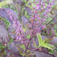 100% Natural Holy Basil Leaves | Tulsi Herbal Tea leaves| Rama/ Common Basil, Shyama/ Krishna, Vana / Wild Verity