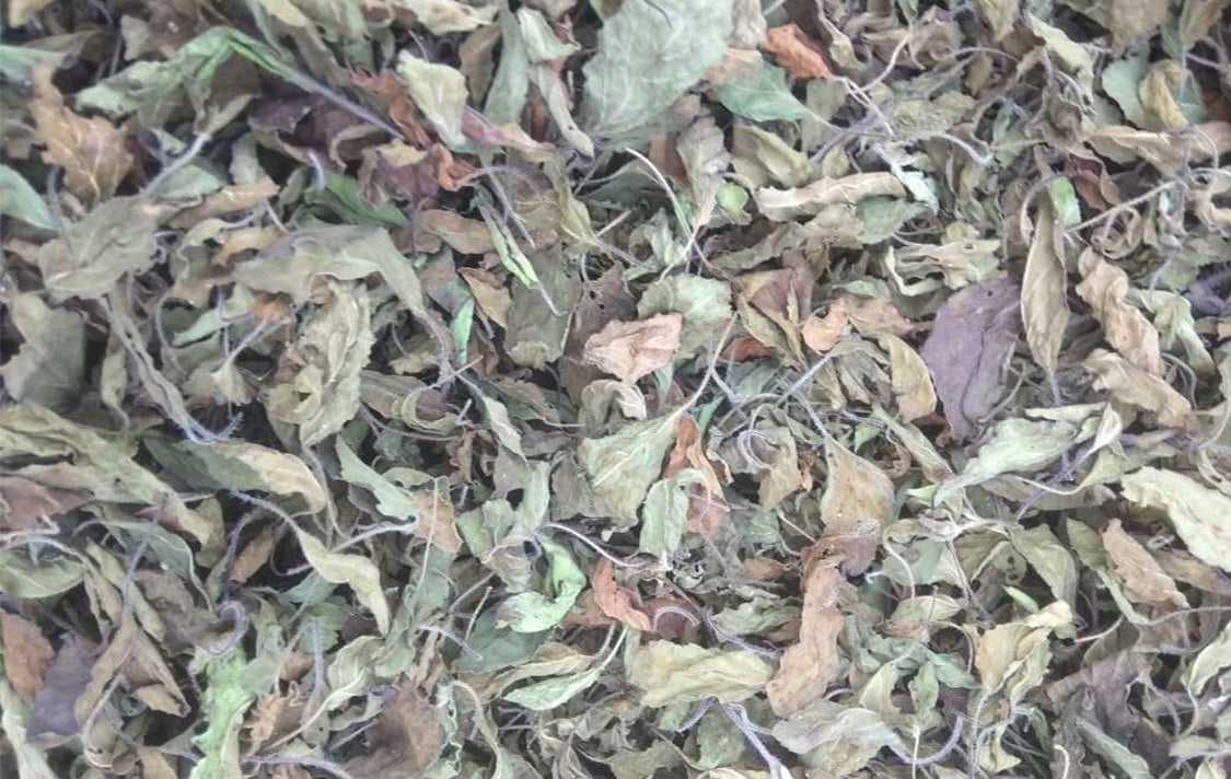 100% Natural Holy Basil Leaves | Tulsi Herbal Tea leaves| Rama/ Common Basil, Shyama/ Krishna, Vana / Wild Verity